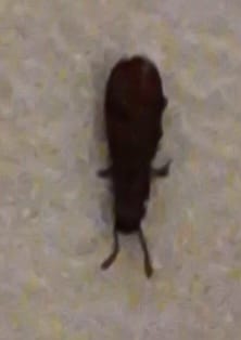 Фото Макроны с жуками от Сбермегамаркет